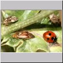 Coccinella quinquepunctata - Fuenfpunkt 01.jpg